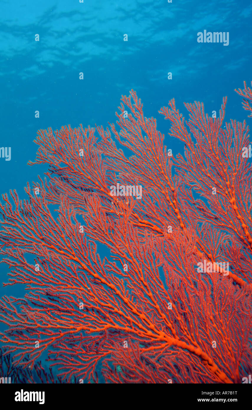 Ventilatore di mare o di gorgonie (Famiglia Melithaeidae) al Rowley Shoals, Oceano Indiano, Australia occidentale Foto Stock