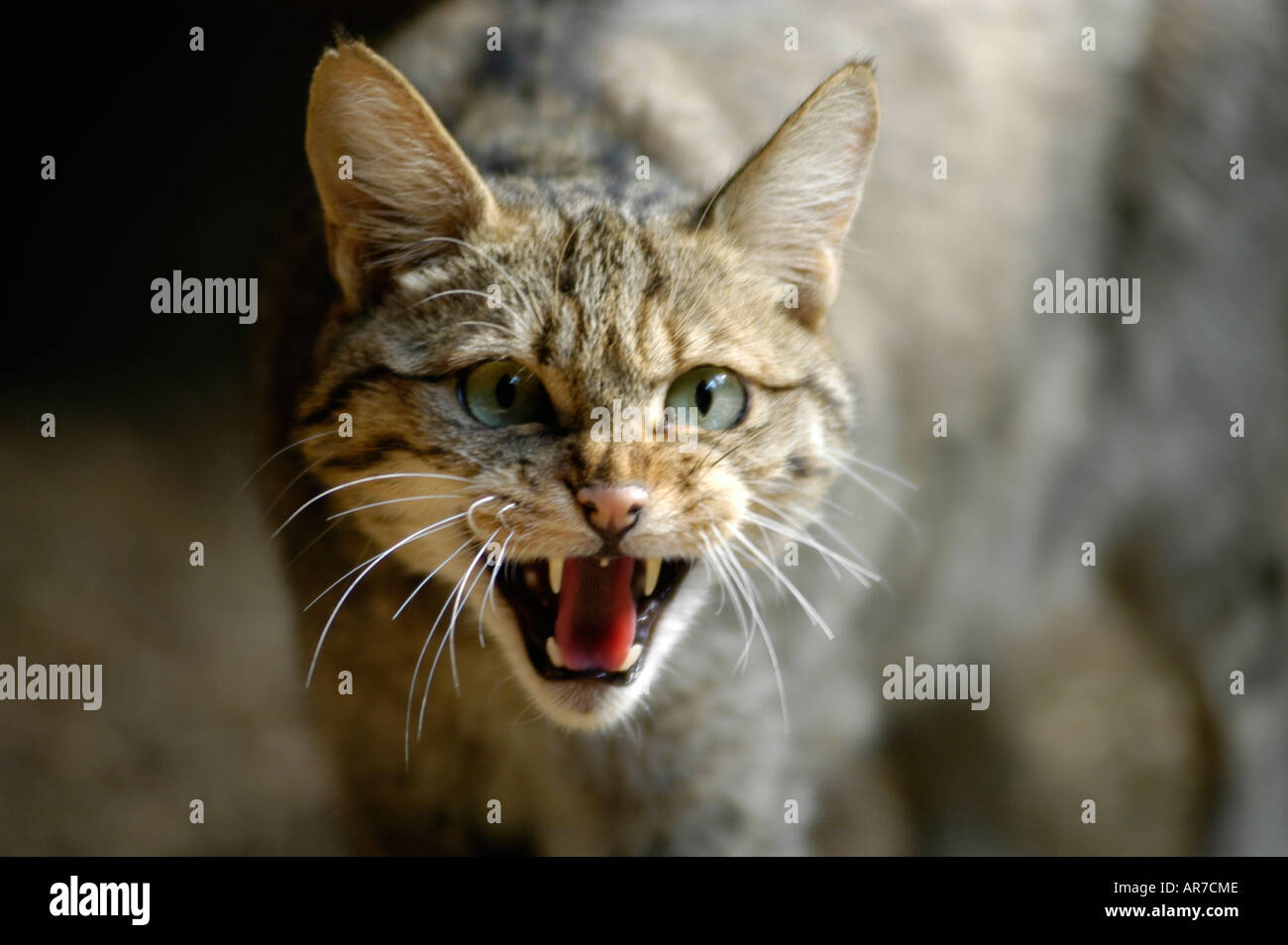 Comune Gatto selvatico europeo Gatto Selvatico Europaeische Wildkatze Felis silvestris Foto Stock