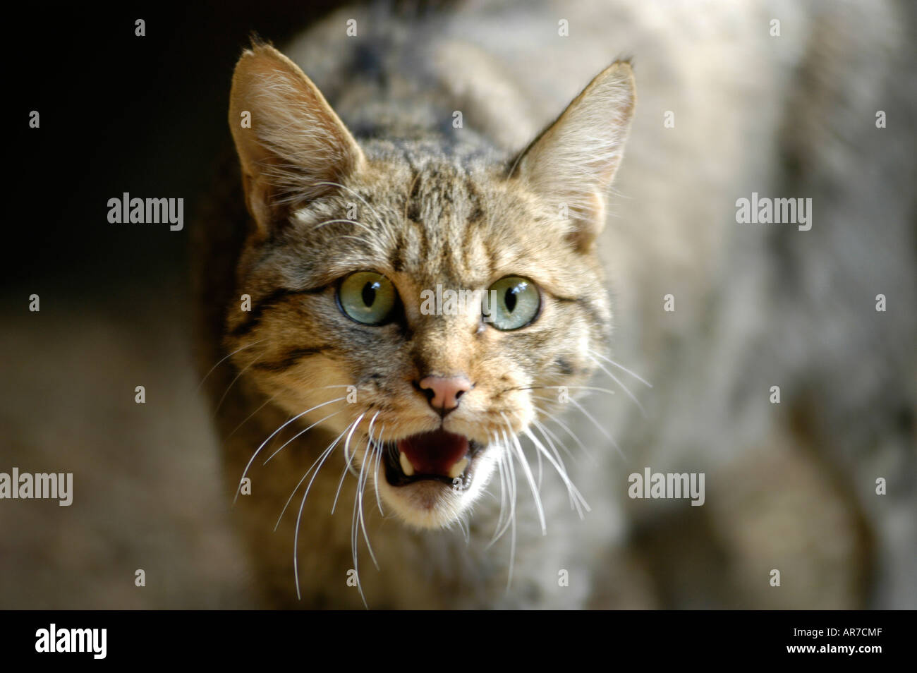 Comune Gatto selvatico europeo Gatto Selvatico Europaeische Wildkatze Felis silvestris Foto Stock