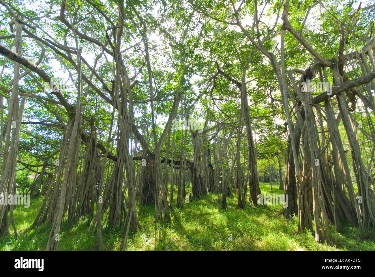 Il 400 anno vecchio Banyan Tree nella Società Teosofica giardini in Chennai Tamil Nadu India Foto Stock