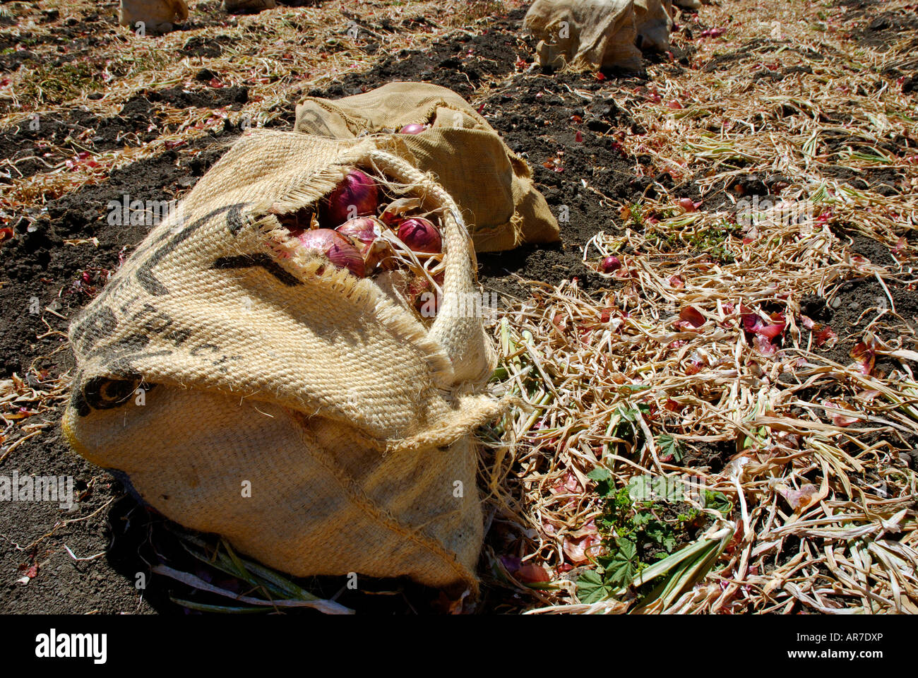 Appena raccolto le cipolle rosse in sacchi di tela sul terreno in un campo coltivato Foto Stock