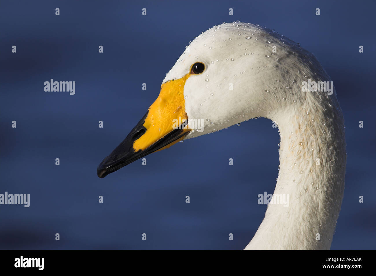 Adulto Whooper Swan (Cygnus cygnus) Welney Norfolk Inghilterra, Regno Unito Foto Stock