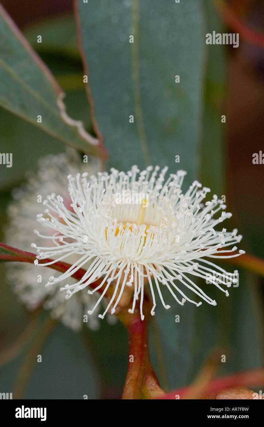 Close up di eucalipto Gum fiore del dado Foto Stock