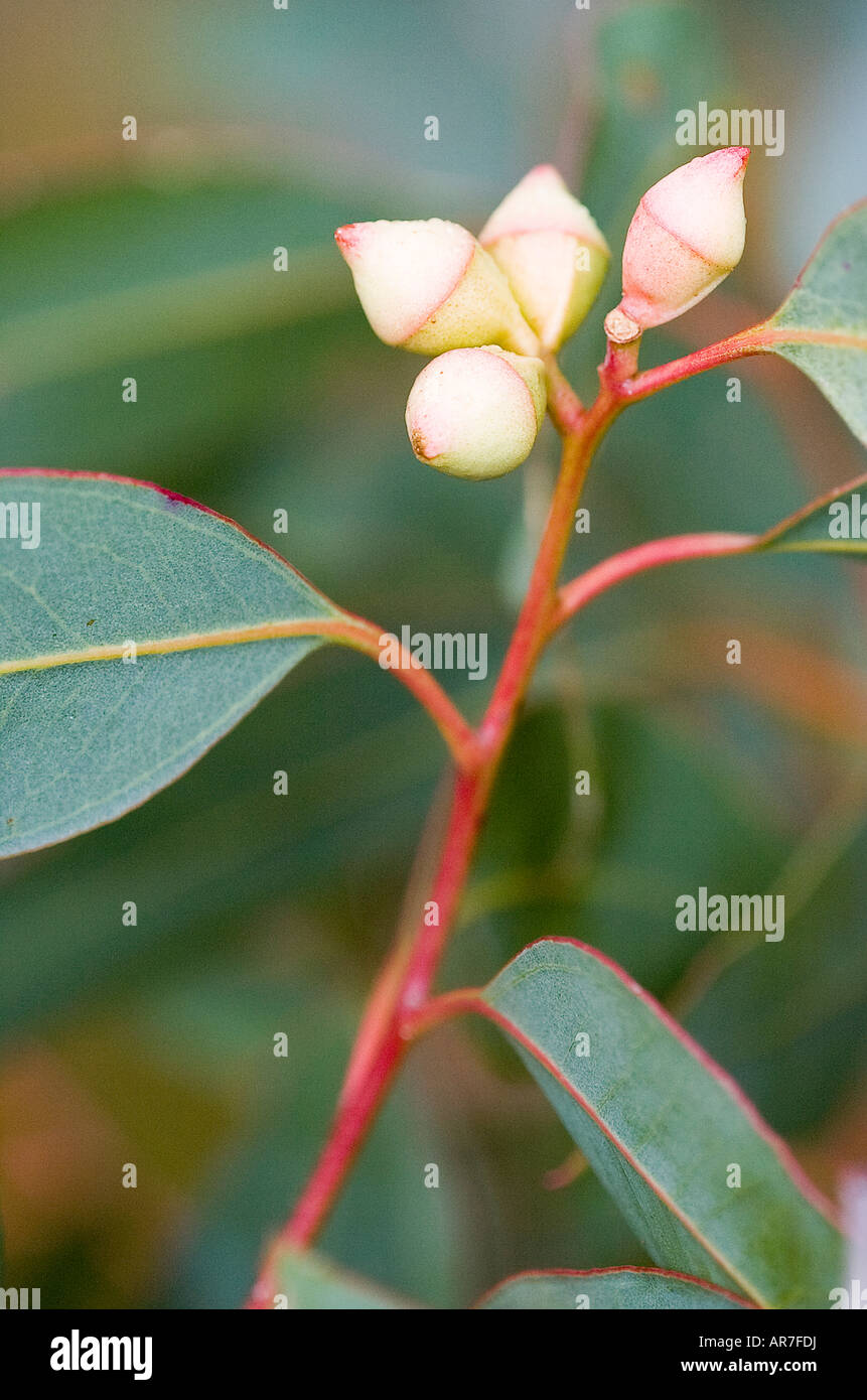 Close up di eucalipto Gum fiore del dado Foto Stock