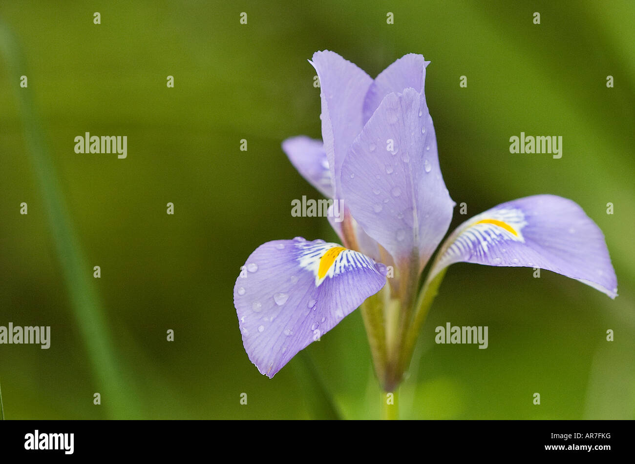 Viola Iris algerino Foto Stock