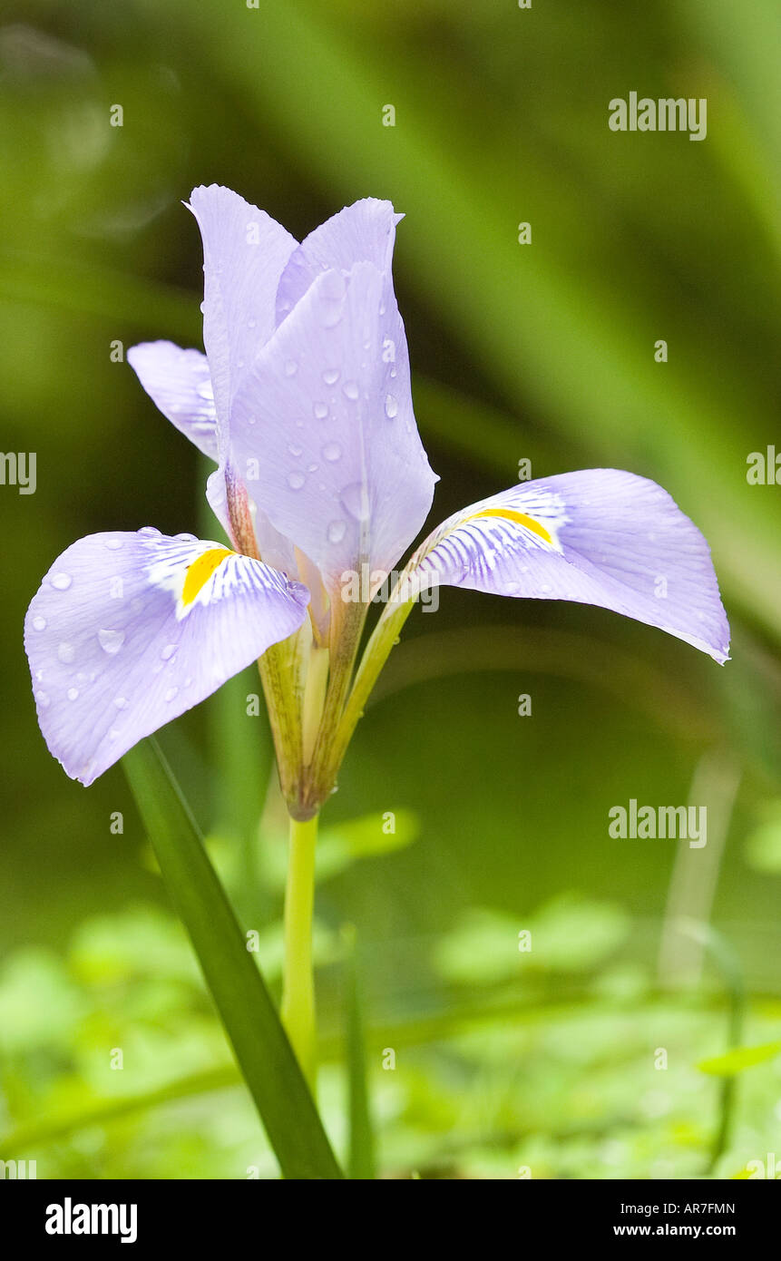 Viola Iris algerino Foto Stock