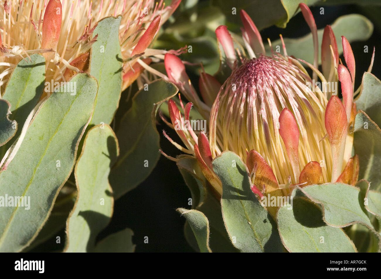 Blue Sugarbush Protea neriifolia Foto Stock