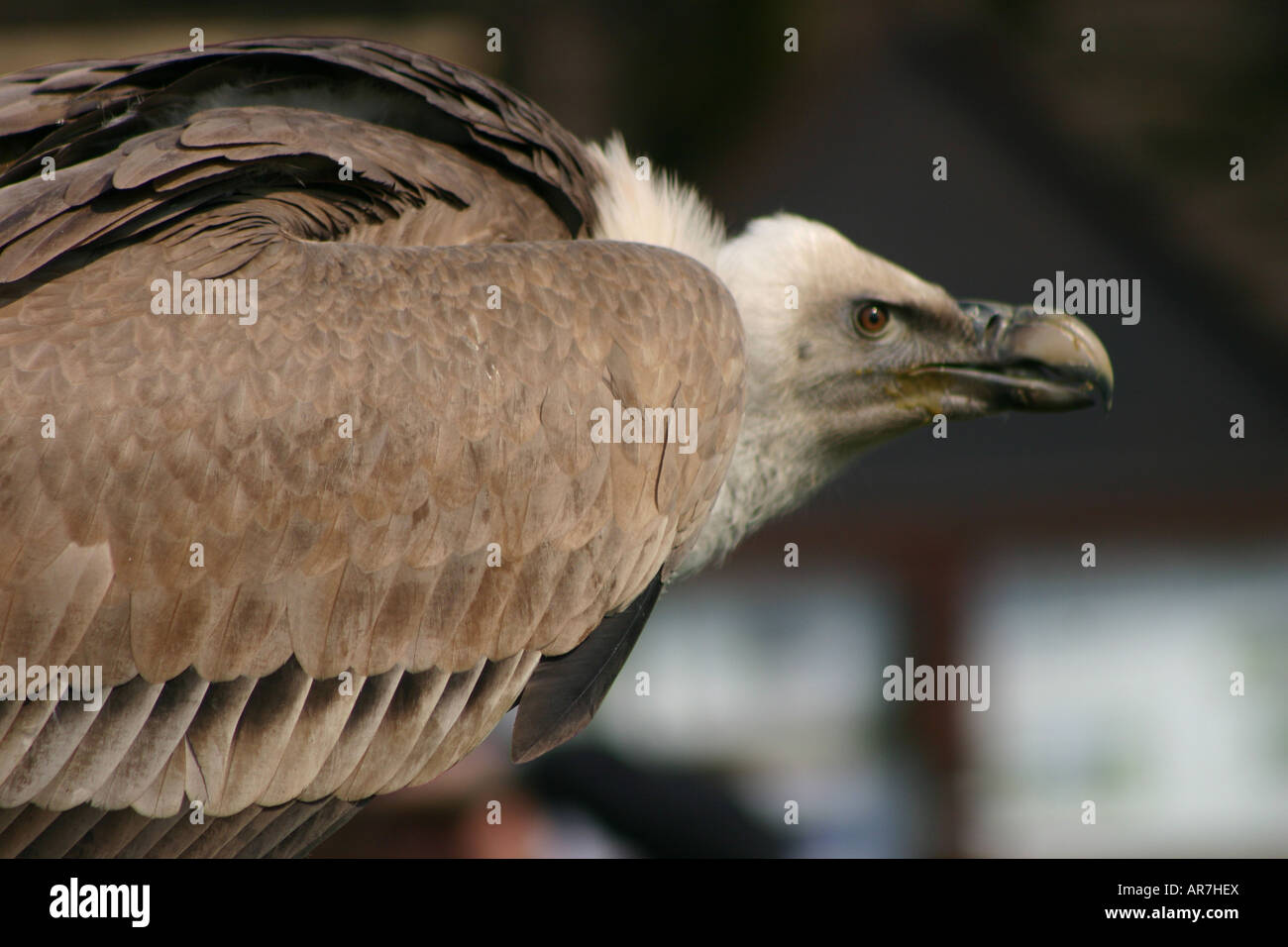 Griffin vulture cercando lookout scavenger accovacciato Foto Stock