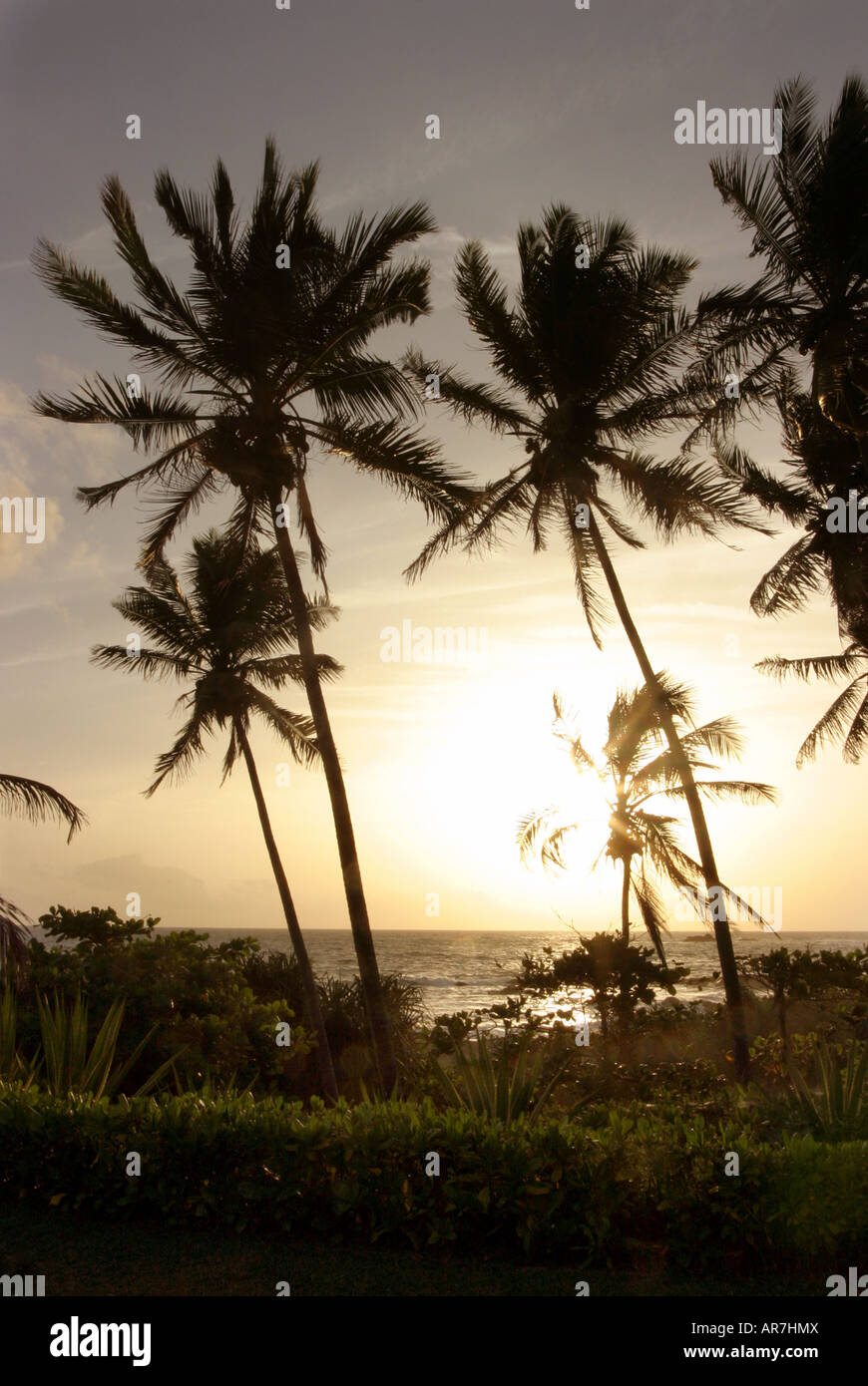 Sri Lanka spiaggia - palme al tramonto, Bentota spiaggia Sri Lanka Asia Foto Stock