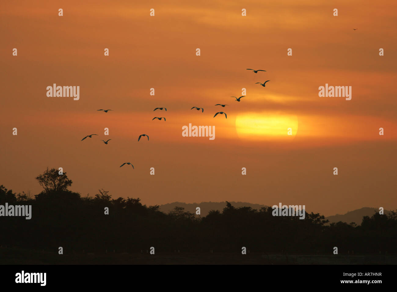 Uno stormo di uccelli vola verso il tramonto sopra gli alberi, centro dello Sri Lanka, in Asia Foto Stock