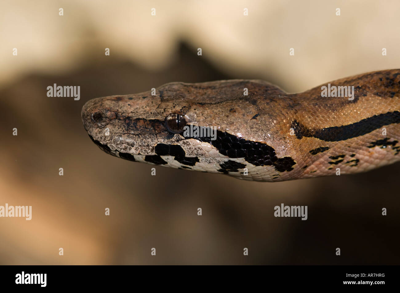 Terra boa, Acrantophis madagascariensis, Nosy komba, Madagascar Foto Stock