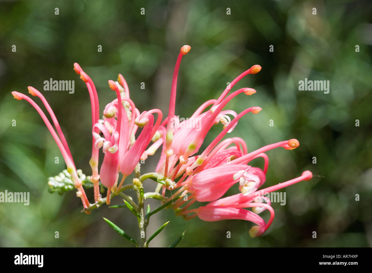 Close up di Grevillea mostra il polline e stame Foto Stock