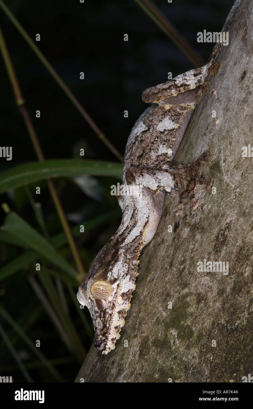 Foglie giganti-tailed geco Uroplatus fimbriatus, Pereyras Natura Agriturismo, Madagascar Foto Stock