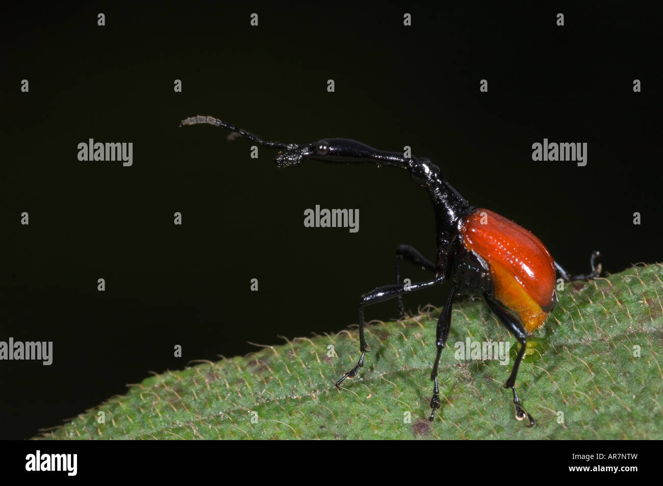 La giraffa colli, curculione Trachelophorus giraffa, Ranomafana National Park, Madagascar Foto Stock