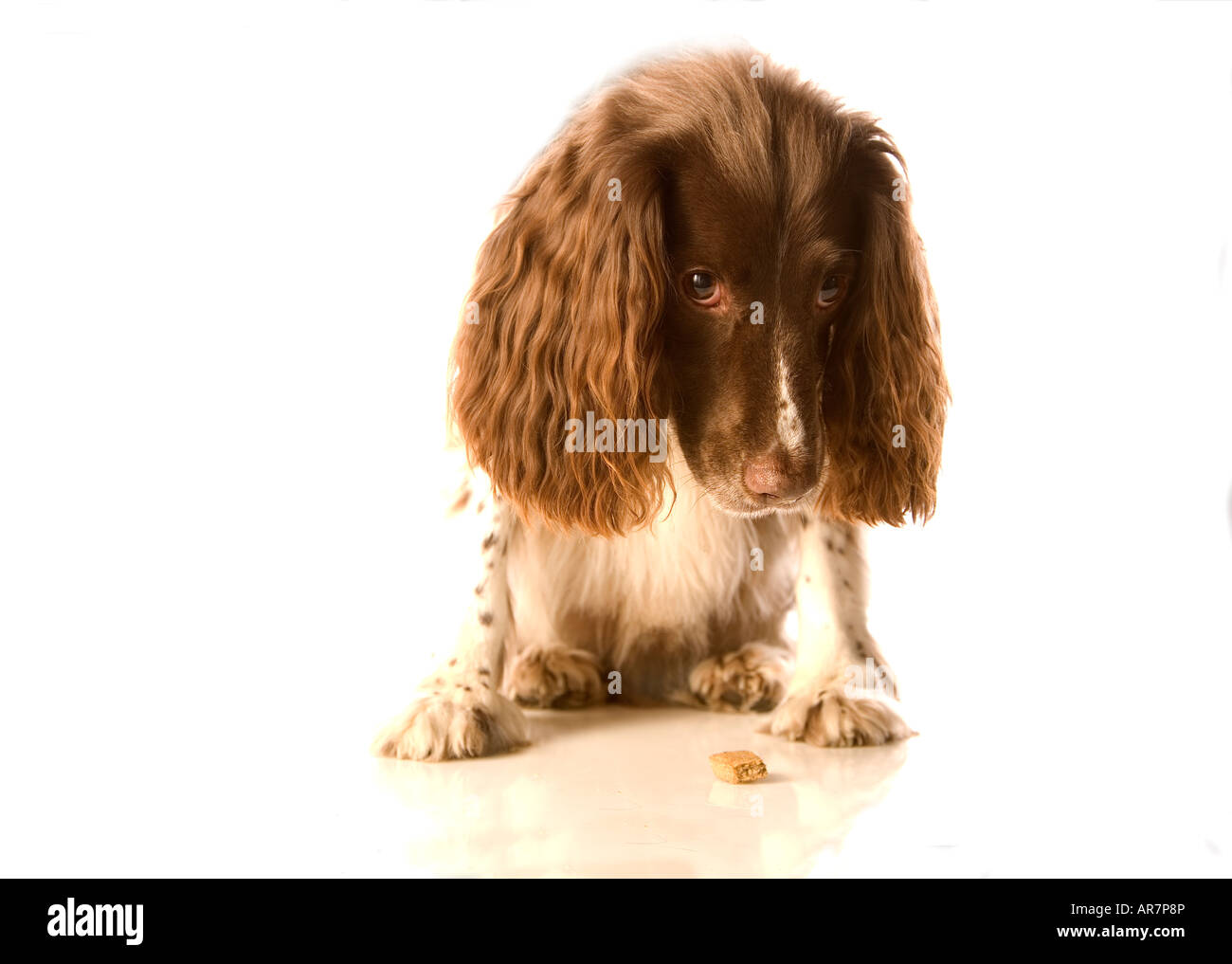 Springer Spaniel Foto Stock