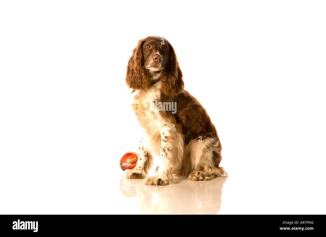 Springer Spaniel Foto Stock