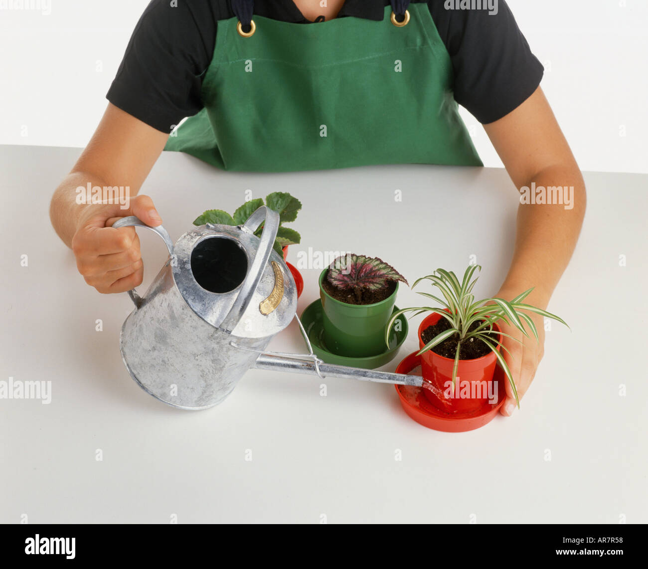 Rex-cultorum begonia e spider pianta che cresce in una verde vasi in plastica, bambino radici di irrigazione utilizzando metallo annaffiatoio. Foto Stock