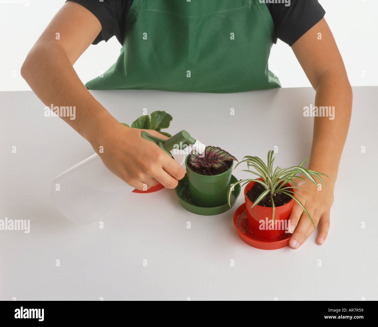 Rex-cultorum begonia e spider pianta che cresce in piccoli vasetti di plastica, bambino talee di smorzamento' foglie con uno spruzzo di acqua. Foto Stock