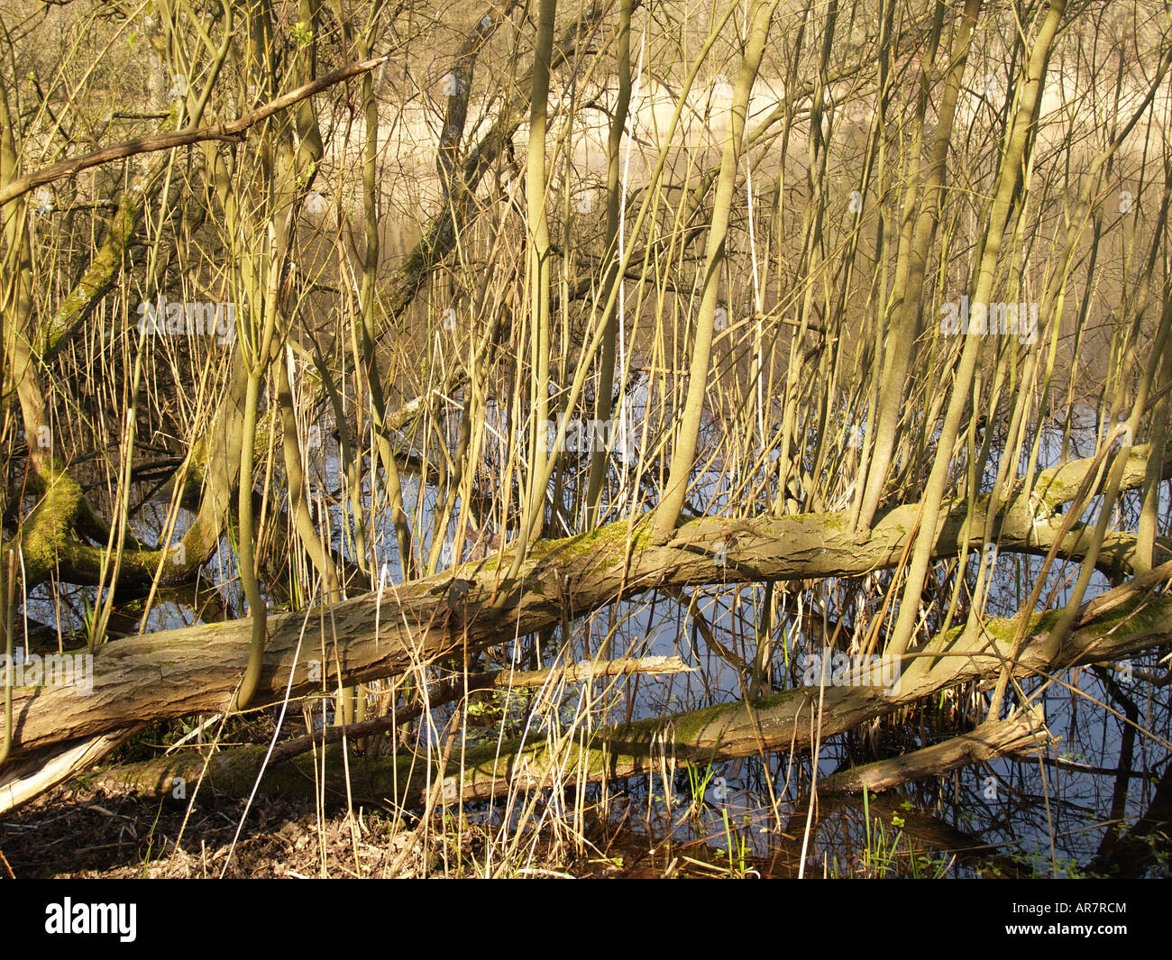 Vecchi alberi antichi flusso d'inverno la foresta di Epping Foto Stock
