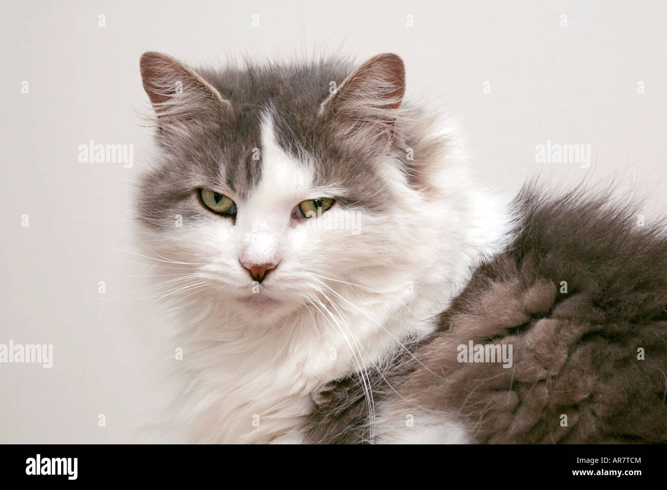 Ritratto di un adulto femmina Fluffy grigio e bianco gatto domestico (Felis catus) guardando direttamente la macchina fotografica Foto Stock
