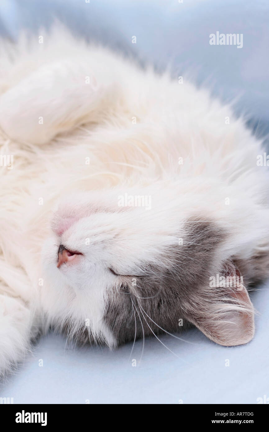 Ritratto di una femmina adulta soffice gatto bianco e grigio domestico (Felis catus) arricciato verso l'alto addormentato su coperta blu Foto Stock
