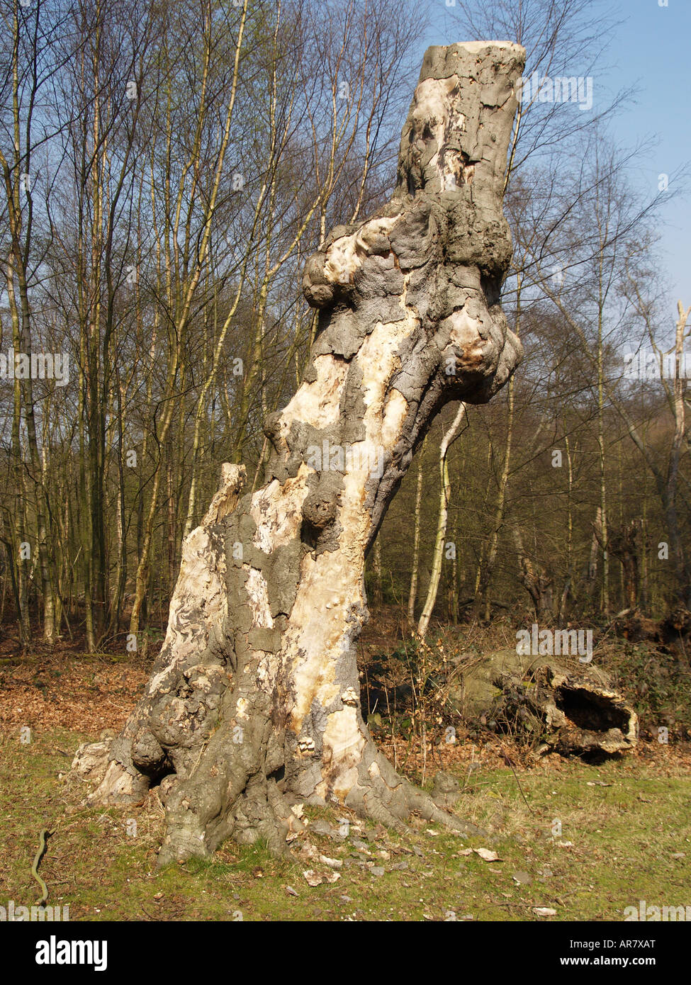Antichi alberi d'inverno terra comune la foresta di Epping Foto Stock
