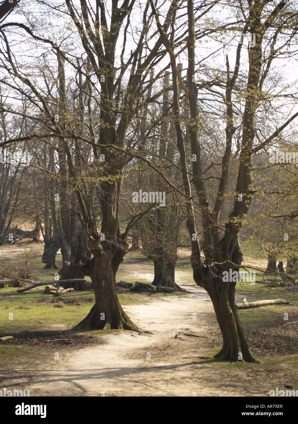 Antichi alberi d'inverno terra comune la foresta di Epping Foto Stock