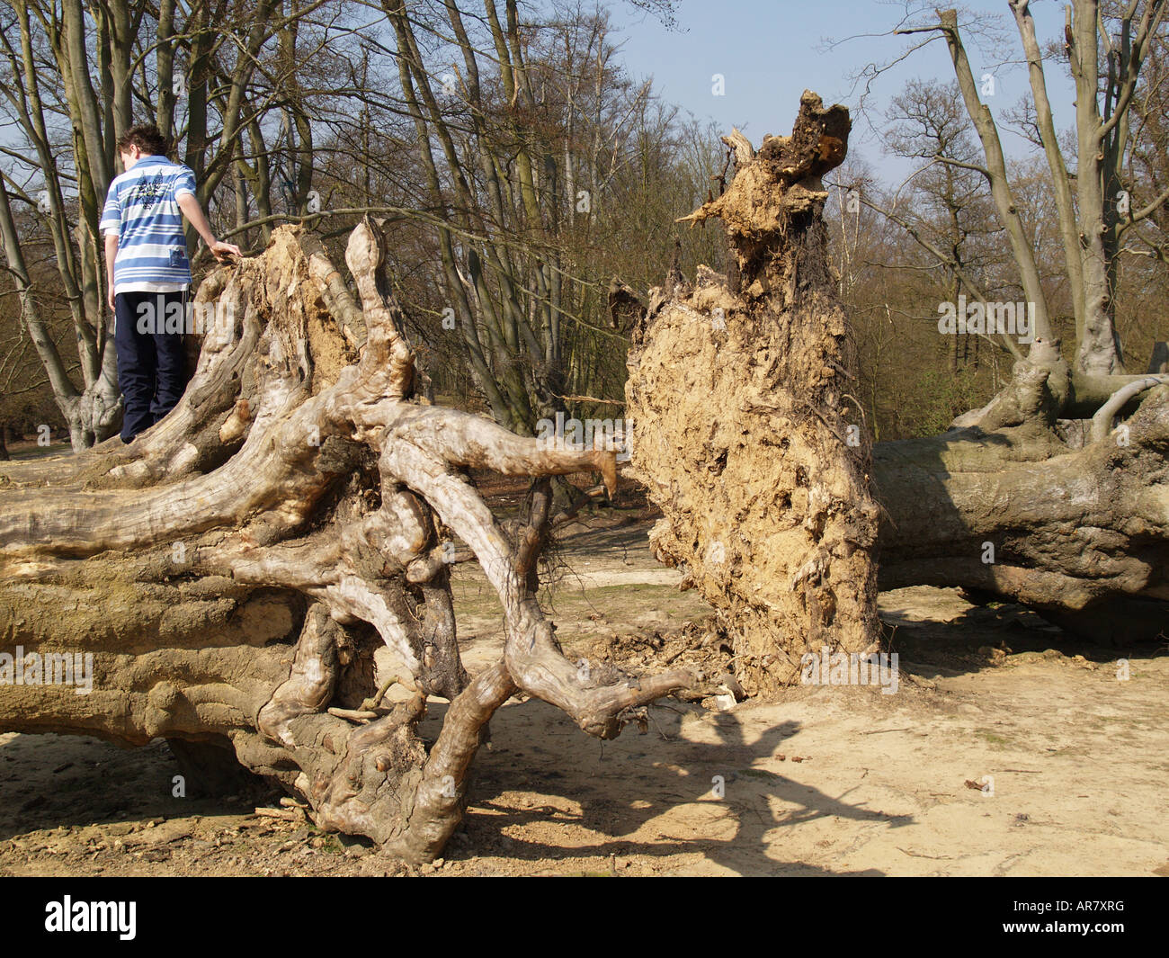 Antichi alberi morti terra comune la foresta di Epping Foto Stock