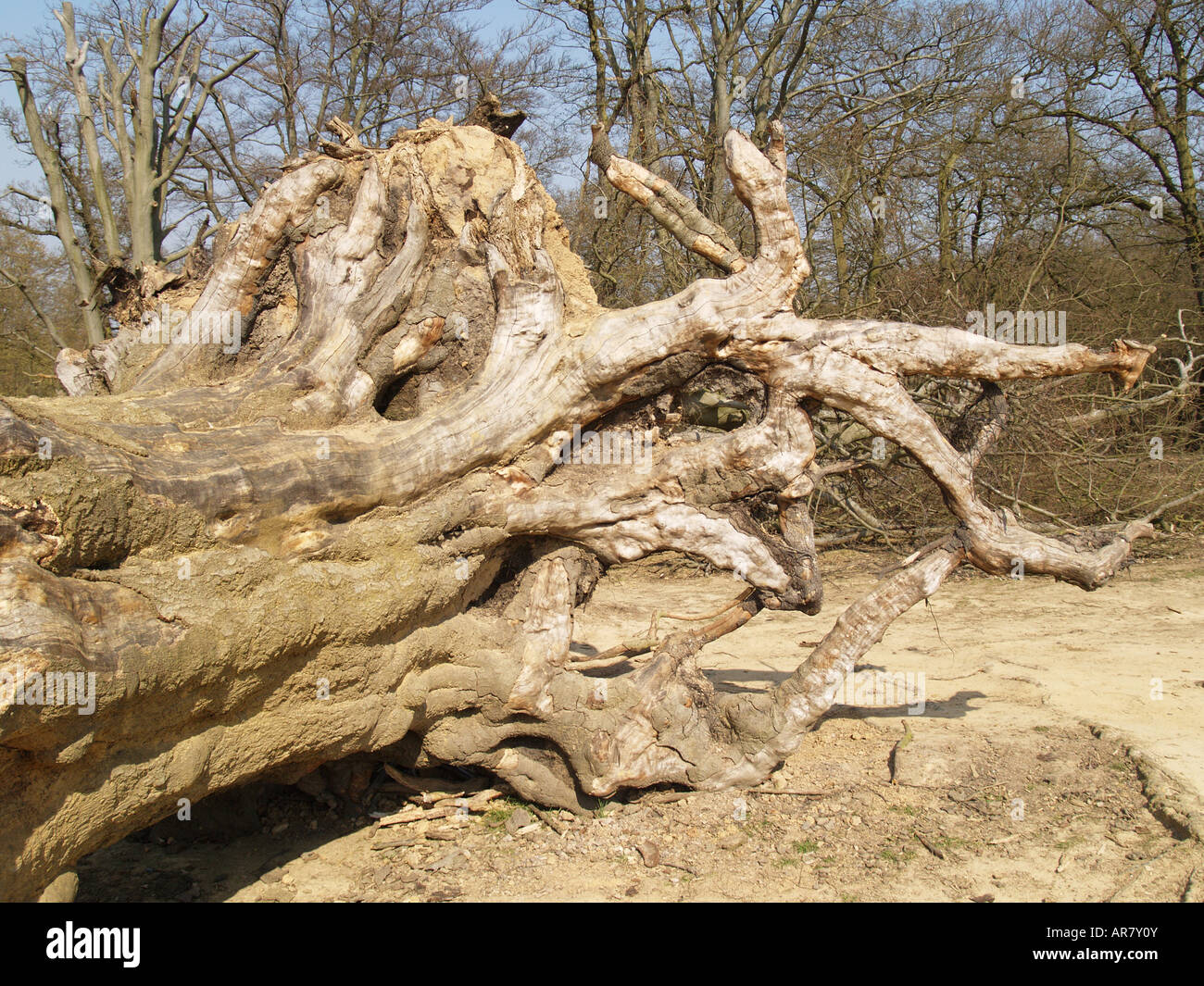 Antichi alberi morti terra comune la foresta di Epping Foto Stock