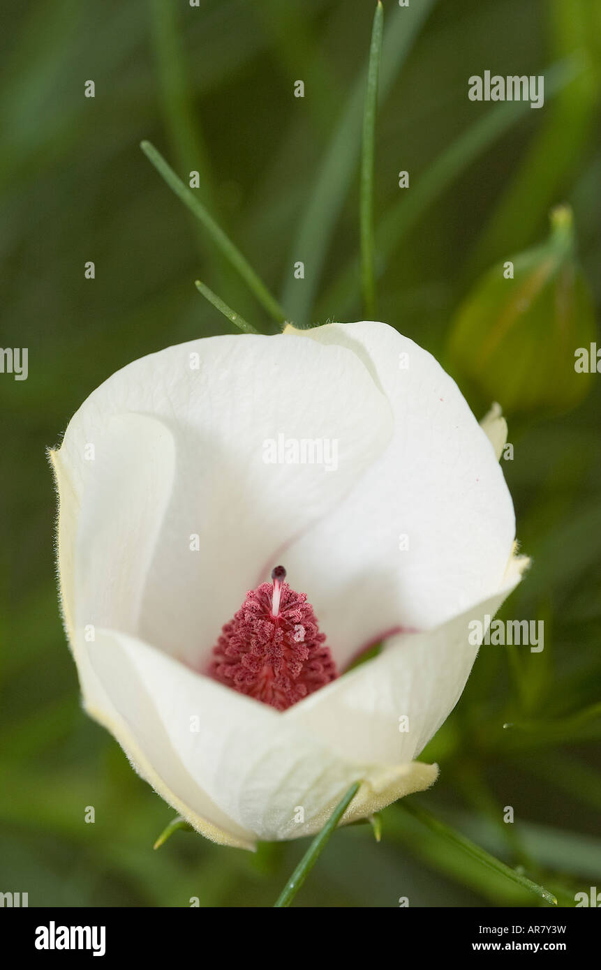 Alyogyne hakeifolia Hakea close up di fiore che mostra stame antera petali Foto Stock