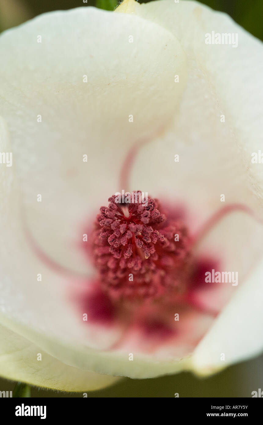 Alyogyne hakeifolia Hakea close up di fiore che mostra stame antera petali Foto Stock