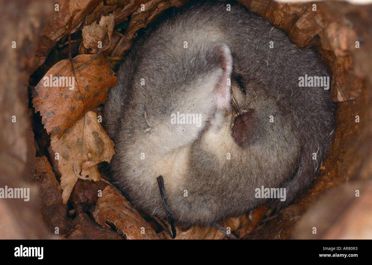 Unione ghiro, Siebenschläfer, Glis glis, Europa, sonno invernale Foto Stock