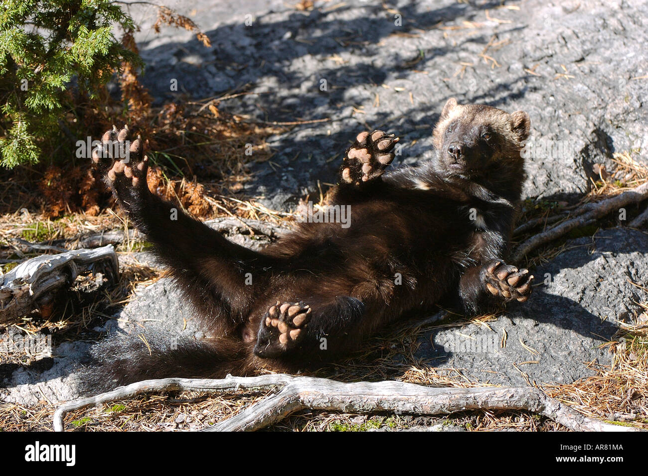 Vielfrass, Wolverine Jaervsoe Schweden Foto Stock