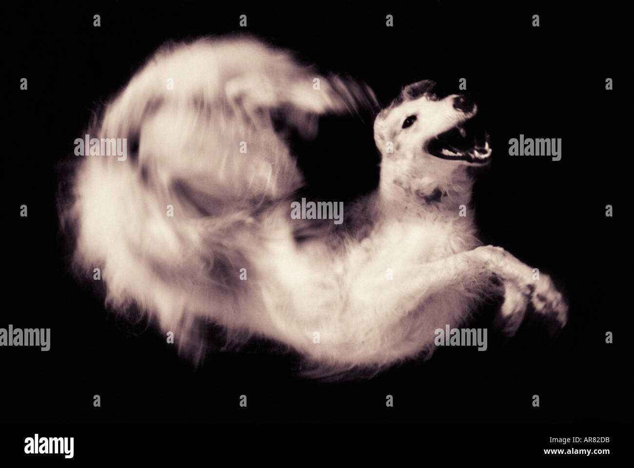 Cane cane jumping e torsioni Foto Stock