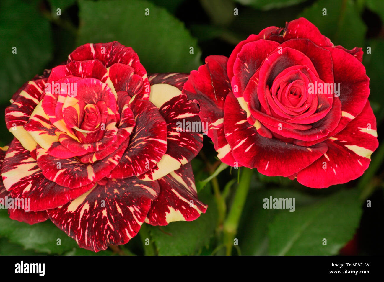 In marmo a strisce rose rosse Foto Stock