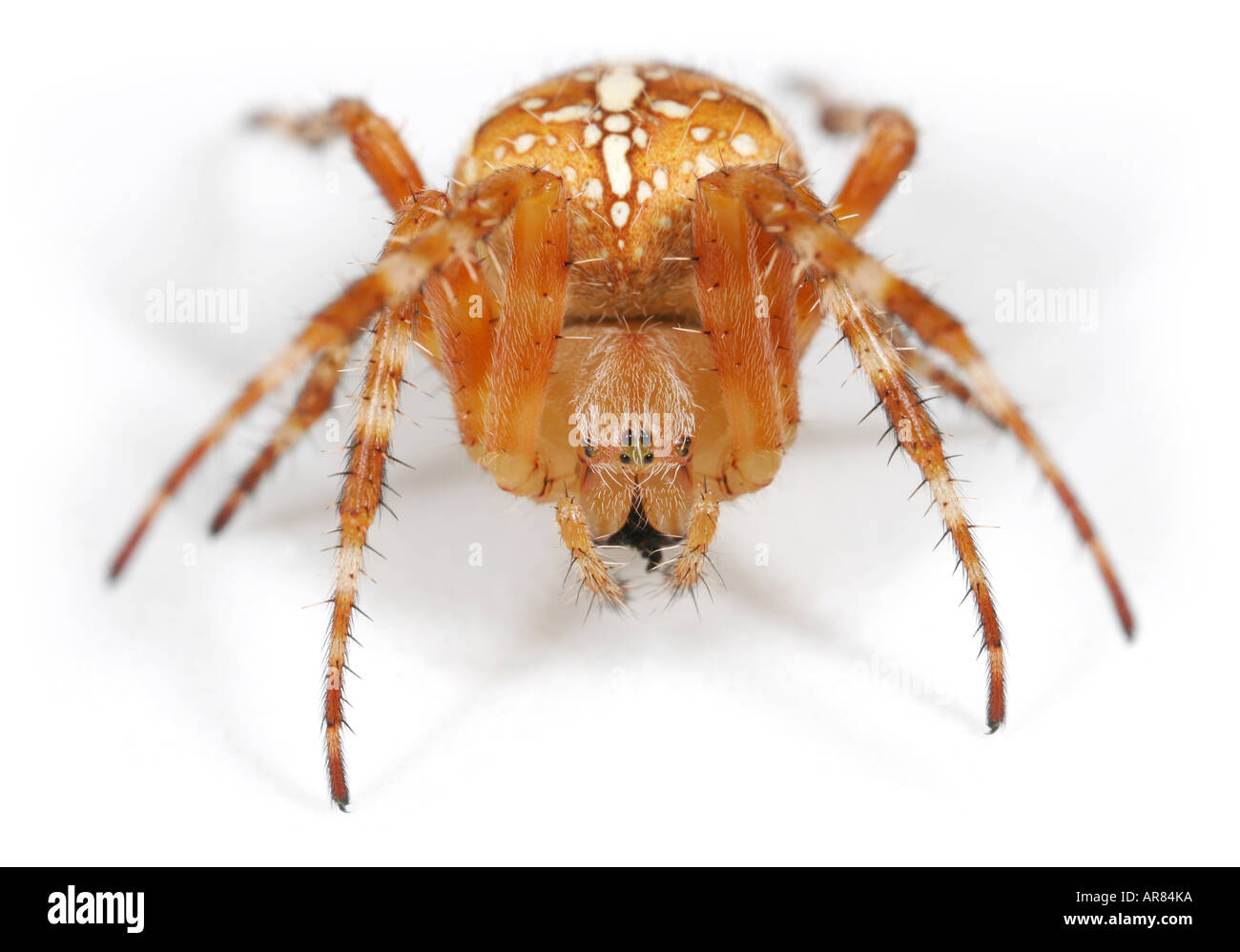 Giardino spider o croce spider Araneus diadematus testa su Vista Foto Stock