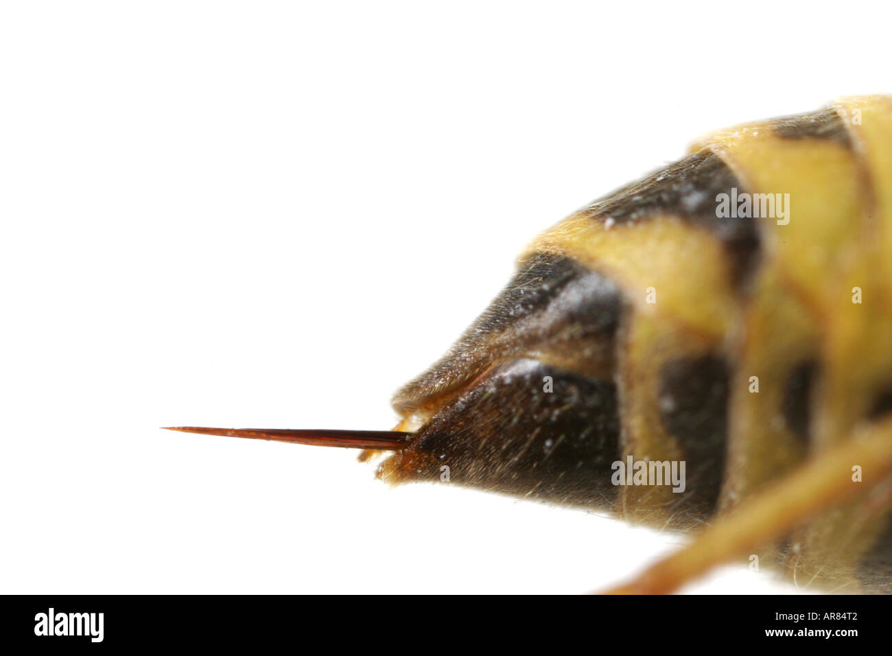 Close up uf l'ago di una vespa Foto Stock