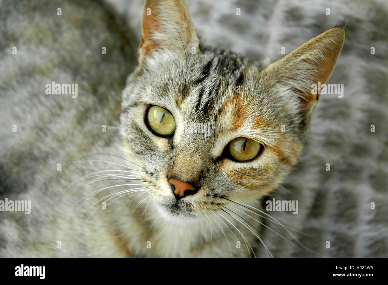 Ritratto di gatto grigio piercing con occhi verdi Foto Stock