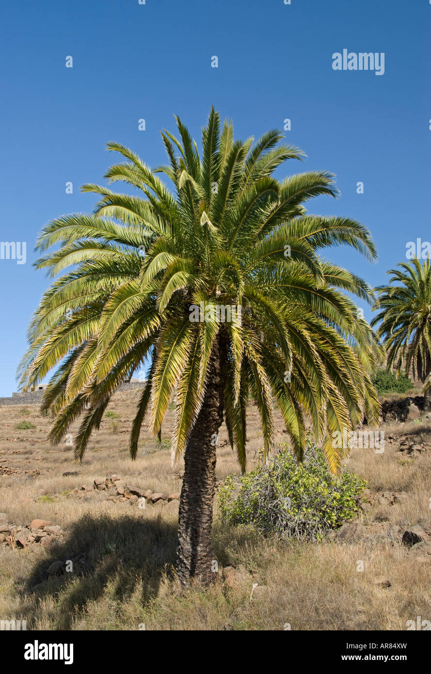 Isole Canarie Data Palm (Phoenix canariensis) La Gomera Canarie Spagna Foto Stock