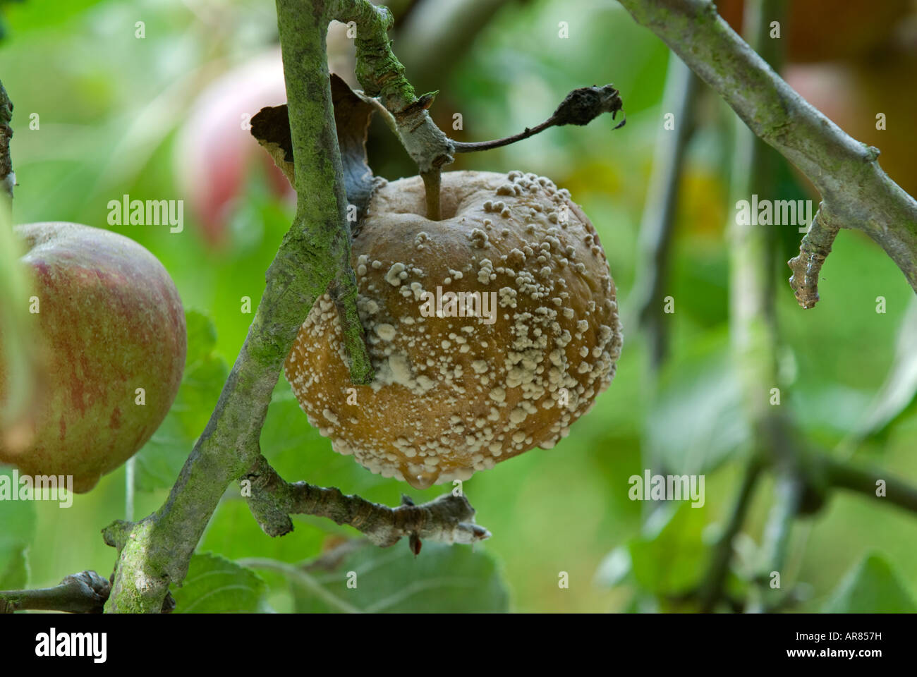 Brown rot fungus (Sclerotinia fructigena ) su Cox Apple Foto Stock