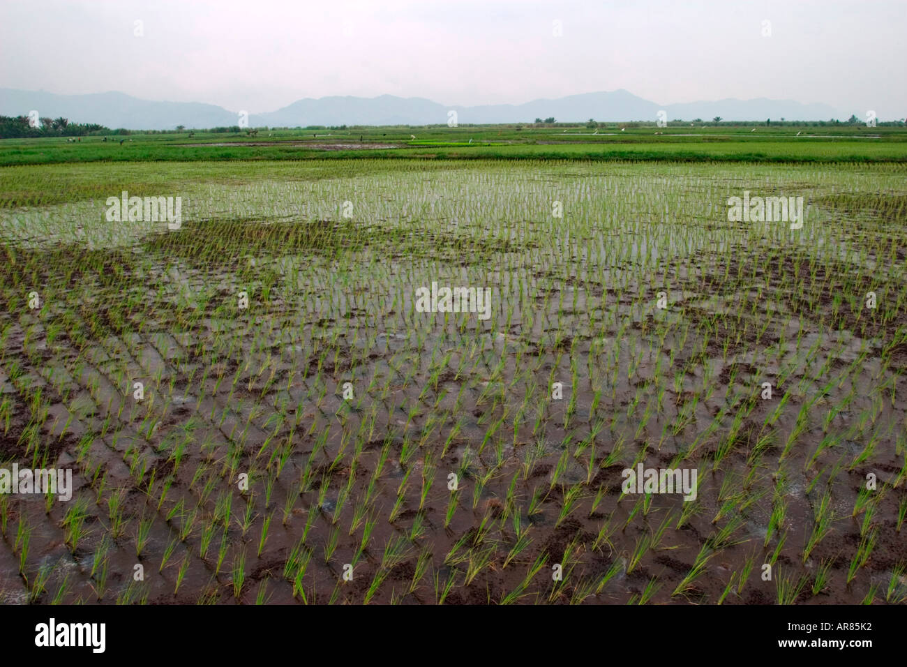 La risaia vicino Lago Tondano, Sulawesi (Celebes), Indonesia, Asia Foto Stock