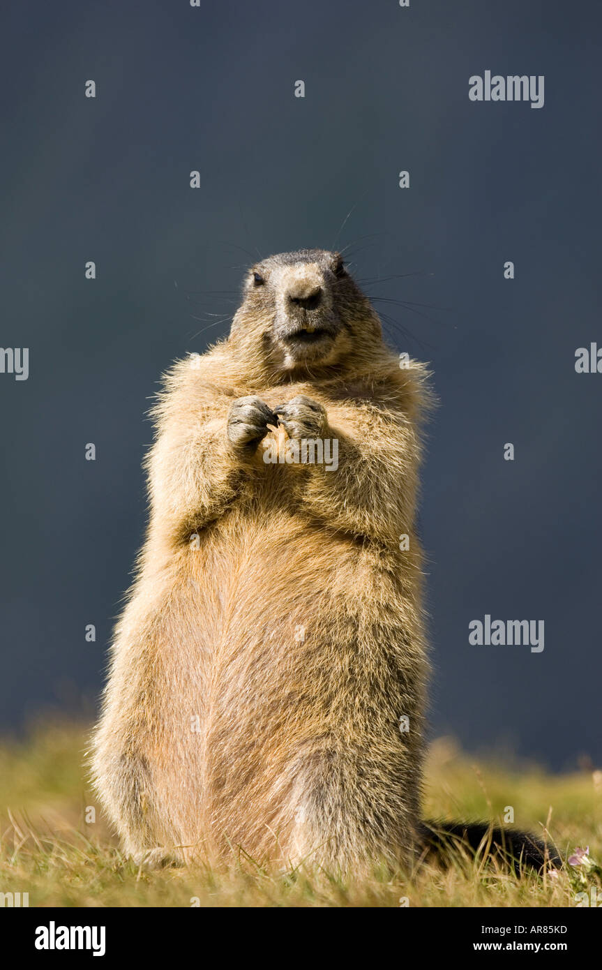 La marmotta alpina, Alpenmurmeltier, Marmota marmota, Alpi, Europa Foto Stock