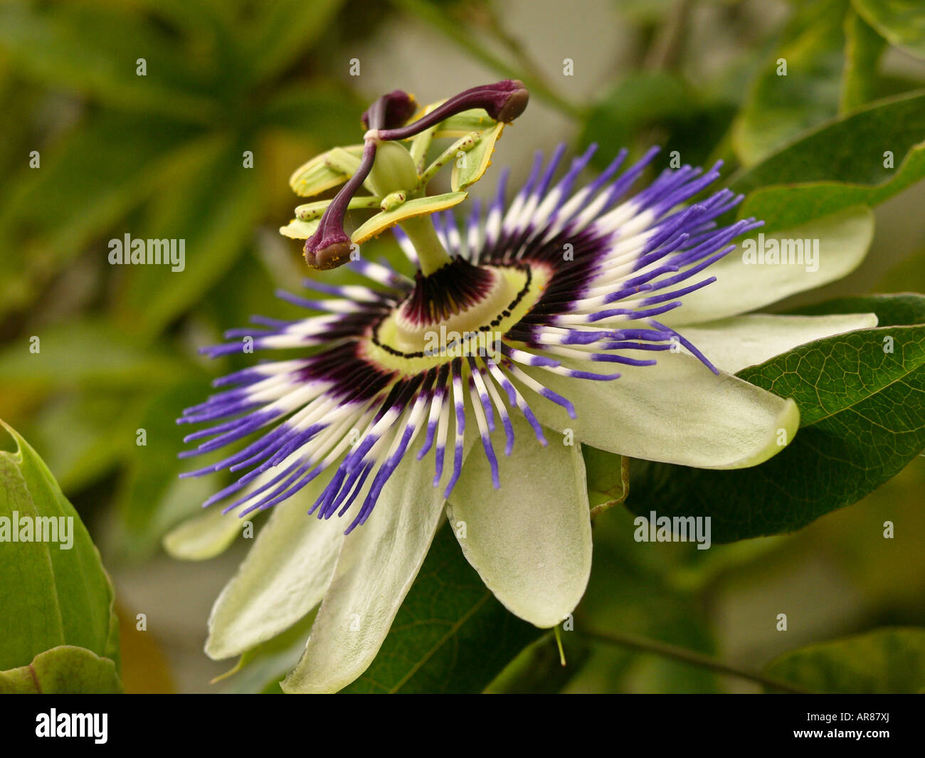 Il Blu fiore della passione o passiflora caerulea in stretta fino Foto Stock