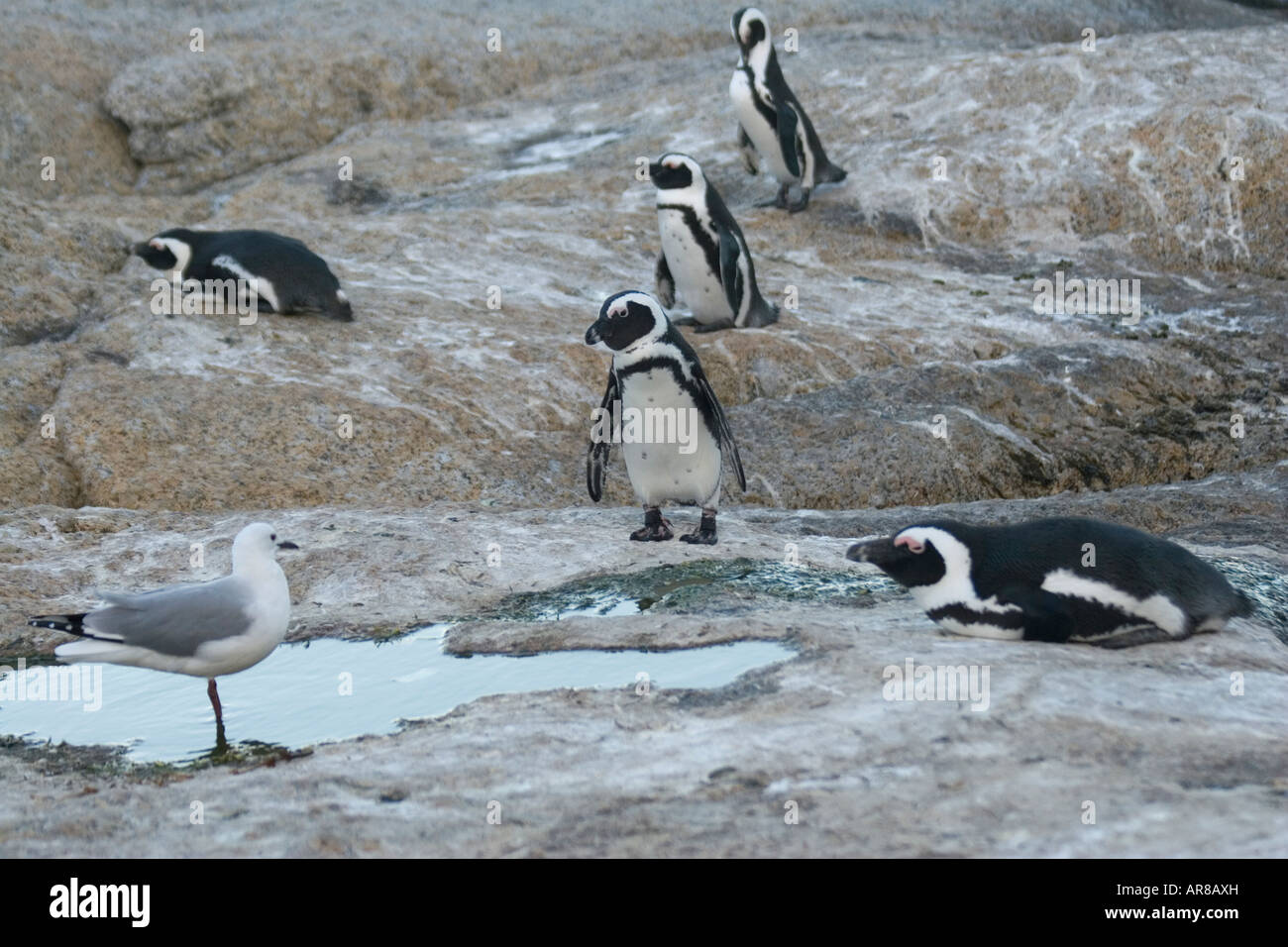 Sudafricano di aka di pinguini Jackass penguin arrivarono a Boulders Beach in ottanta visto qui con il gabbiano Foto Stock