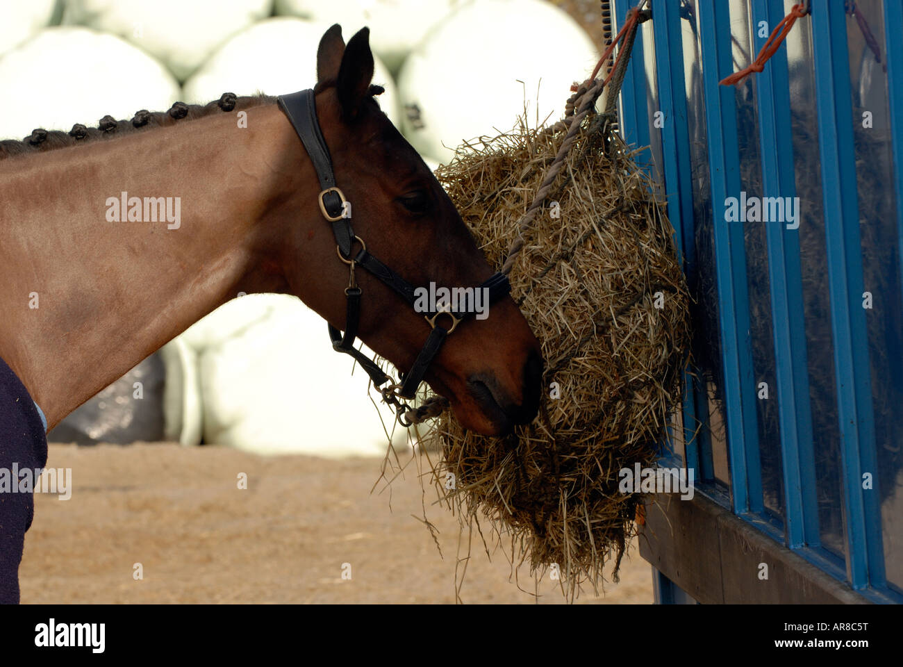 horse with nose bolsa