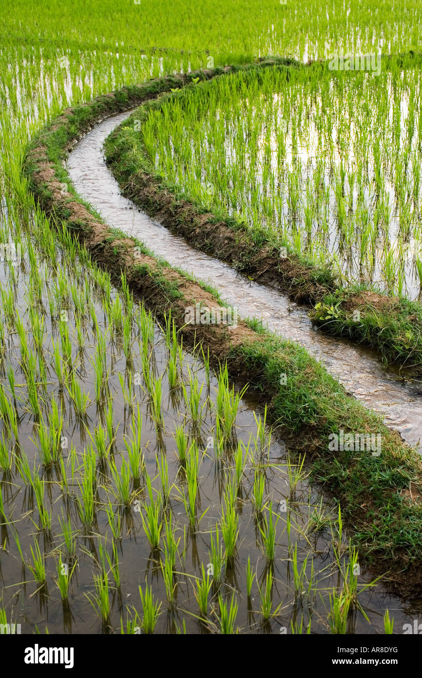 Acqua di irrigazione canale attraverso una risaia in India Foto Stock
