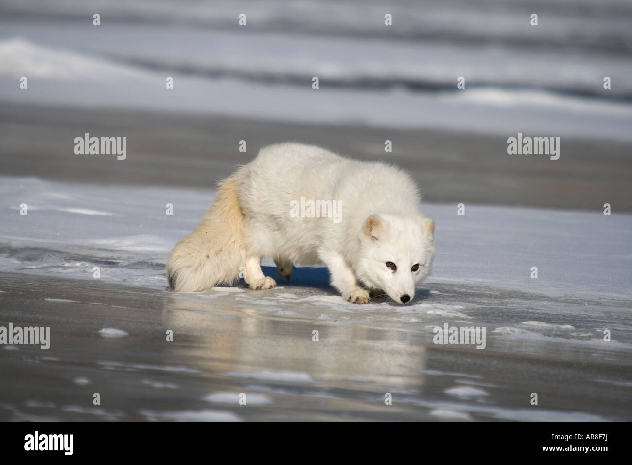 Arctic Fox (Alopex lagopus) Passeggiate sul ghiaccio Foto Stock