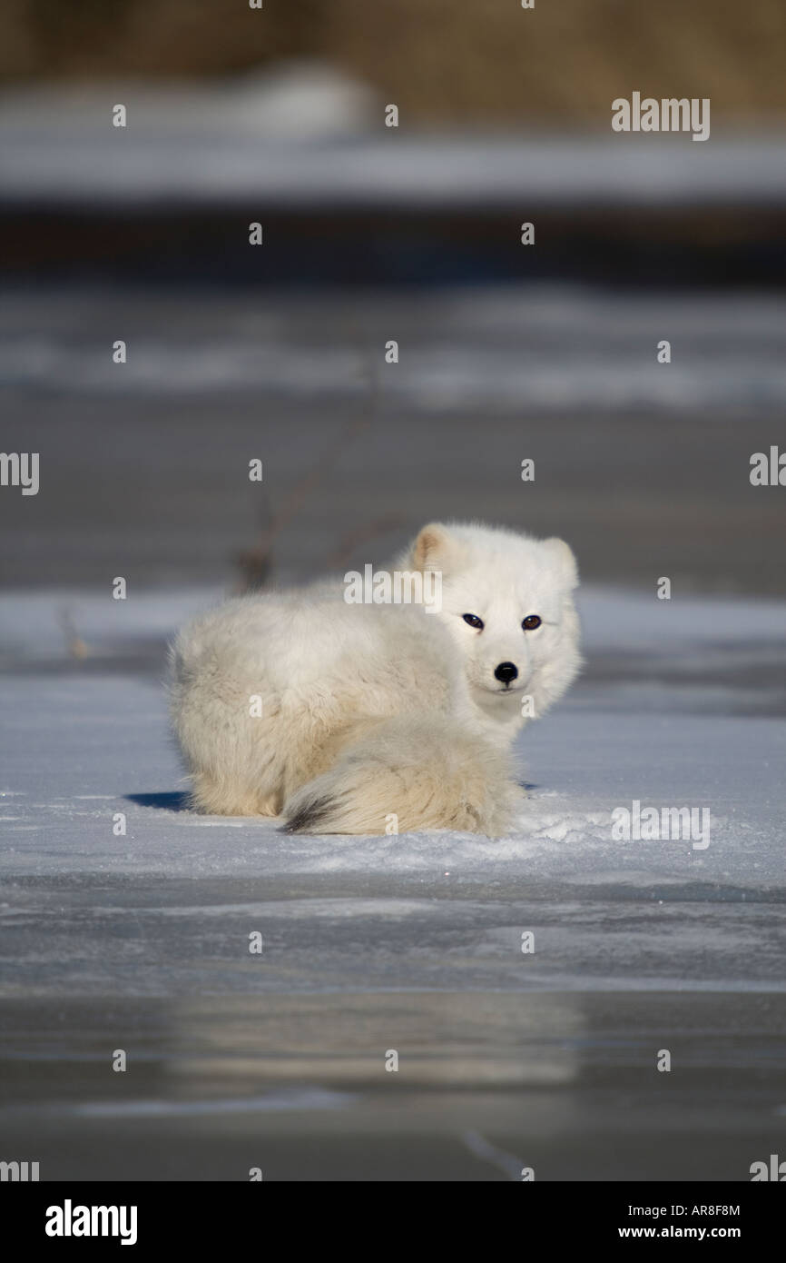 Arctic Fox (Alopex lagopus) giacente sul ghiaccio Foto Stock