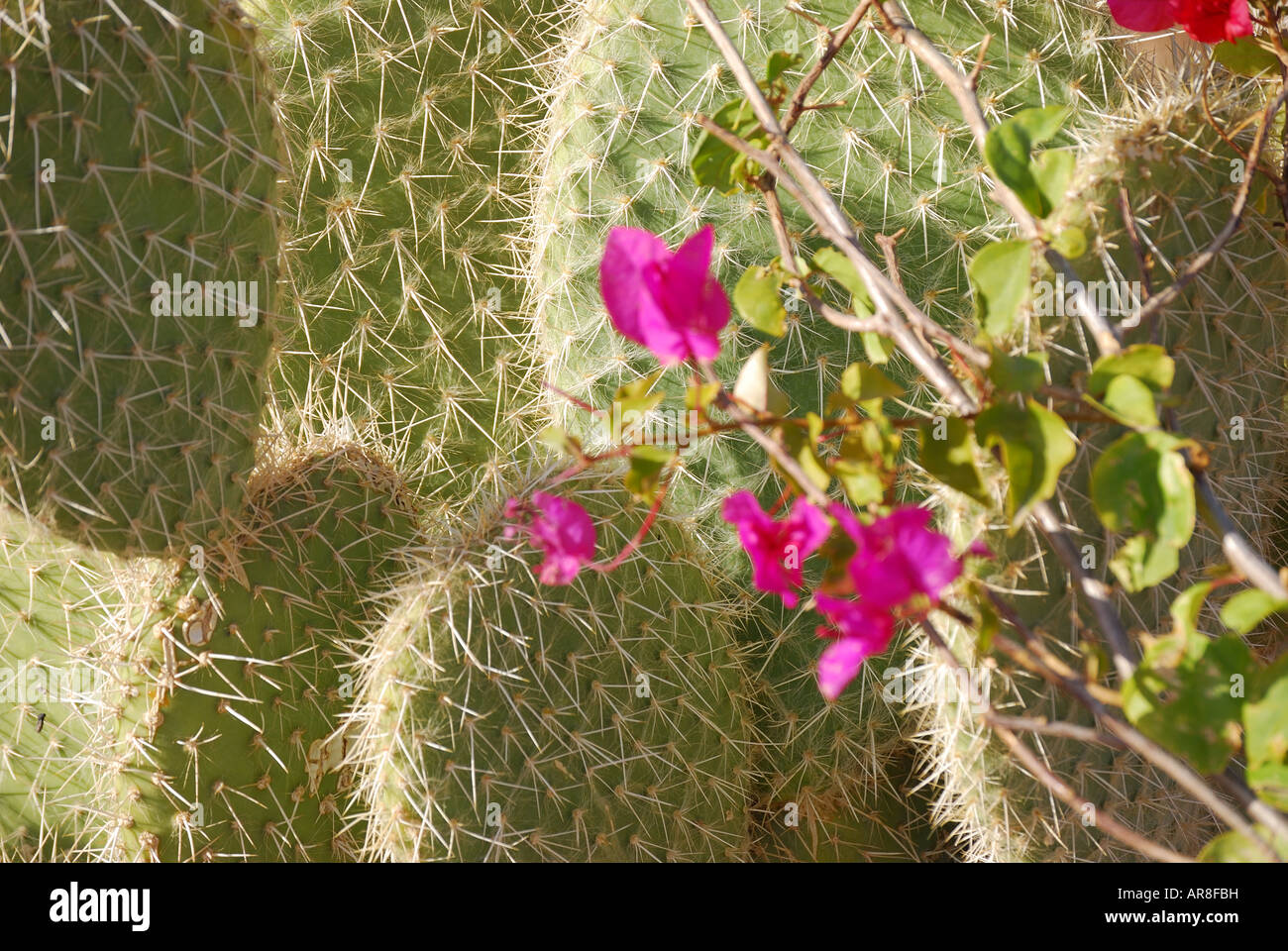Cactus piante e fiori, Taba Heights, Penisola del Sinai, Repubblica di Egitto Foto Stock