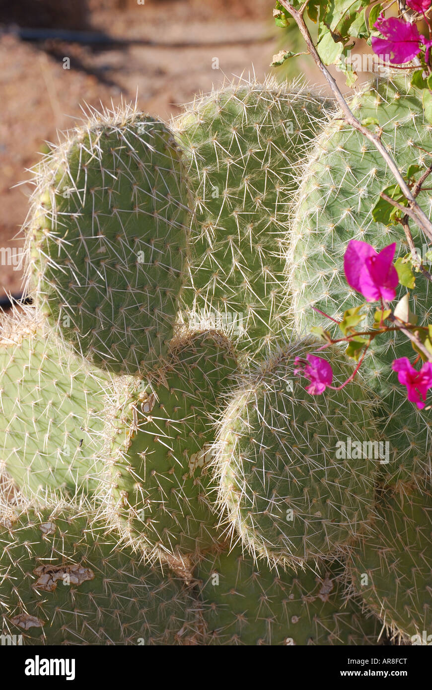 Cactus piante e fiori, Taba Heights, Penisola del Sinai, Repubblica di Egitto Foto Stock